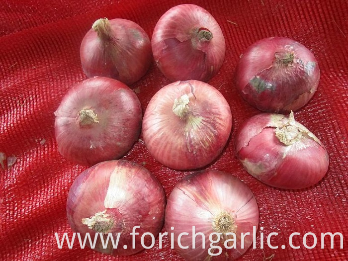 Red Onion